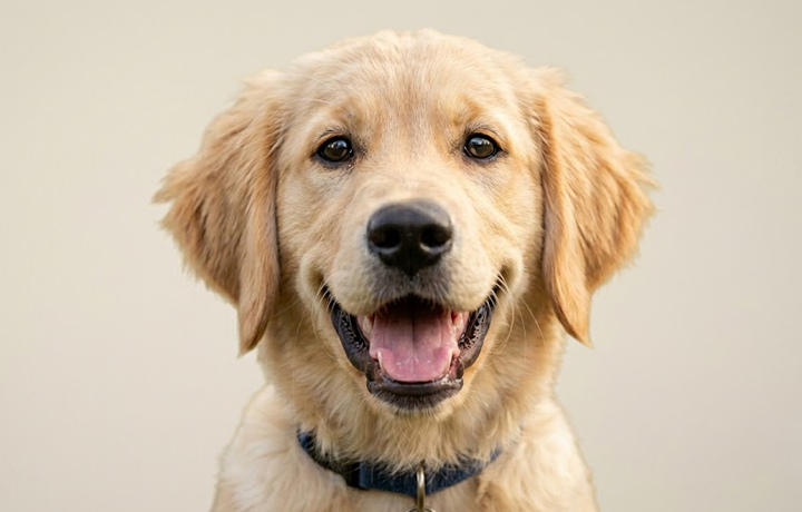 A dog at a community pet vaccination and adoption event